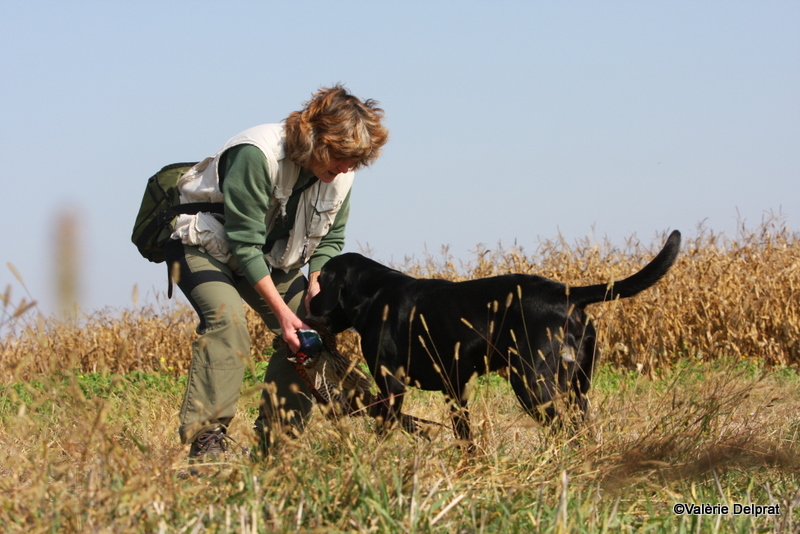 Field Erstein 09 (35).JPG